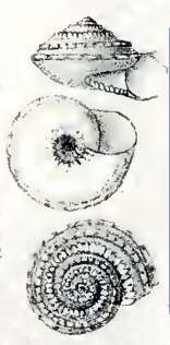 Image of Lirularia canaliculata (E. A. Smith 1872)