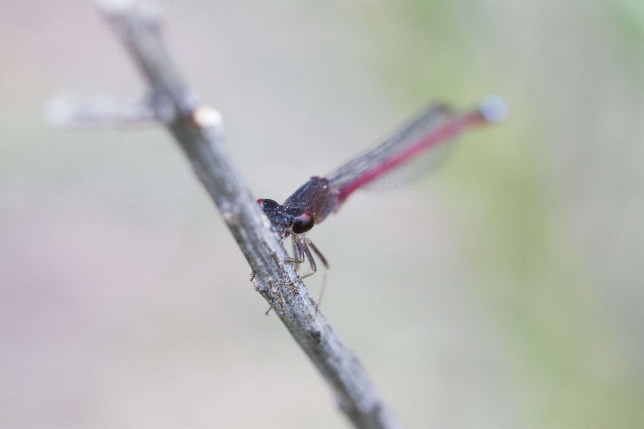 Image of Oxyagrion rubidum (Rambur 1842)