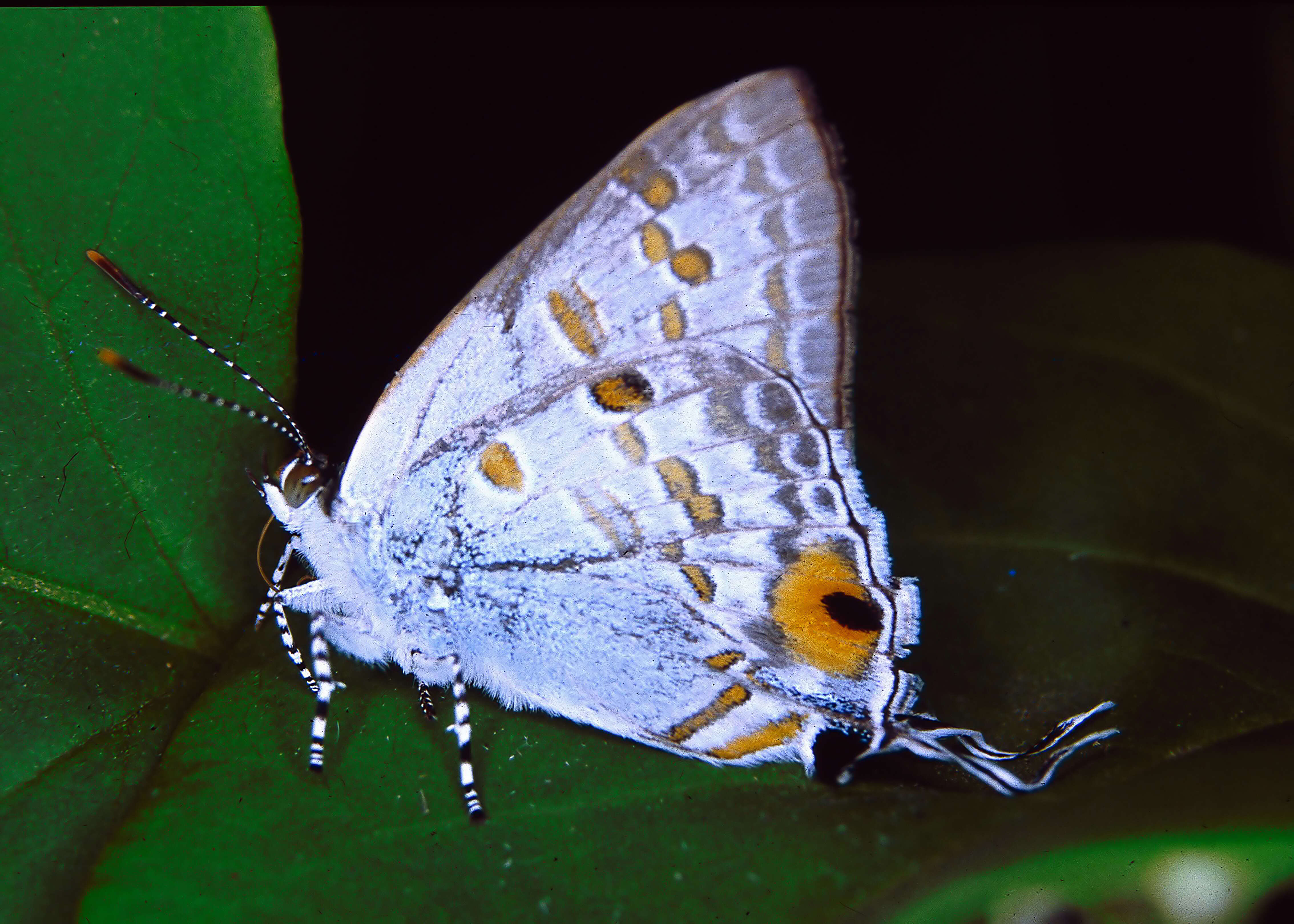 Image of Hypolycaena sipylus Felder 1860