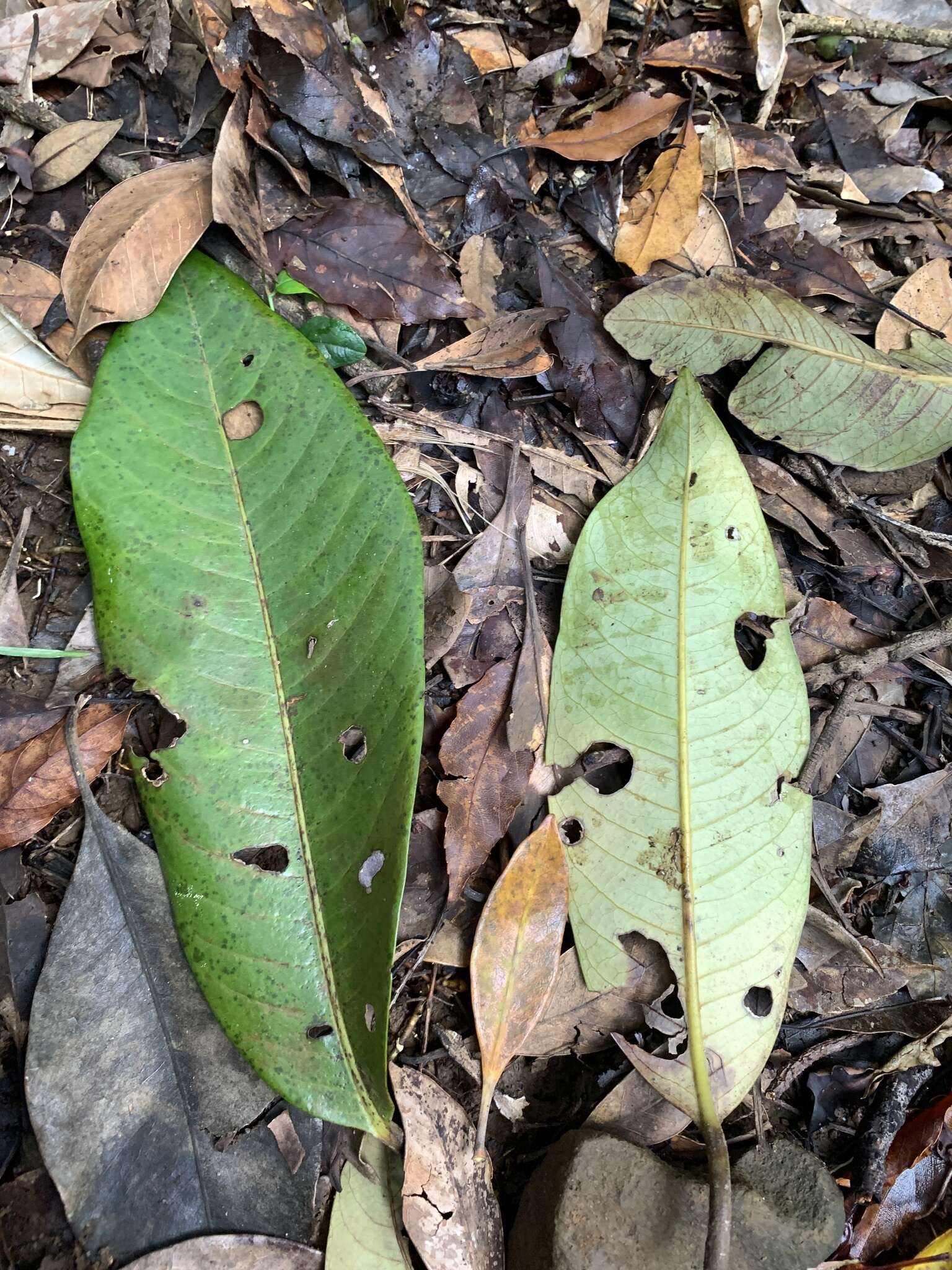 Image of Myristica ceylanica A. DC.