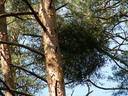 Image of European mistletoe