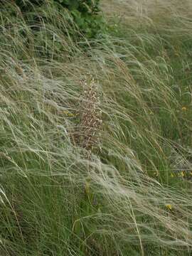 Image of Lizard orchid