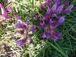 Image of Astragalus monspessulanus subsp. monspessulanus