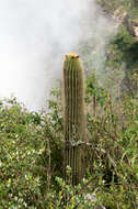 Imagem de Echinopsis tarijensis subsp. bertramiana (Backeb.) M. Lowry