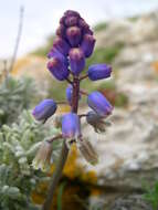 Image of Bellevalia dubia subsp. hackelii (Freyn) Feinbrun