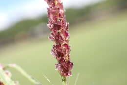 Image of Panama Crown Grass