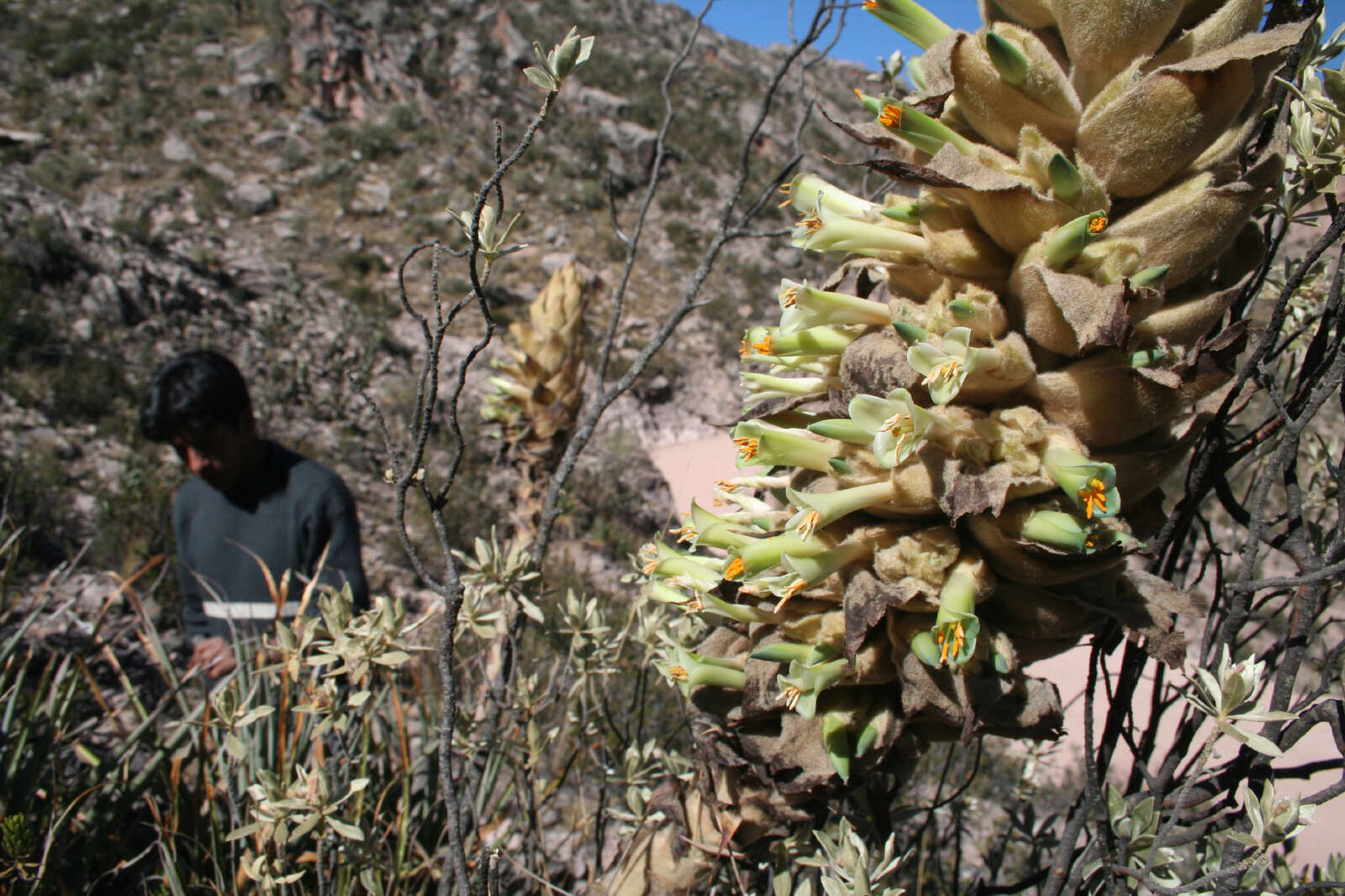 Image of Puya herzogii Wittm.