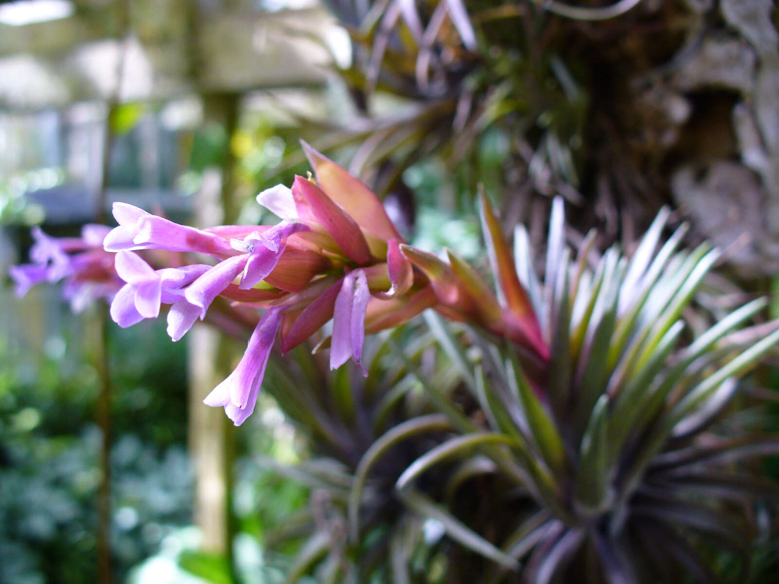 Image of Tillandsia neglecta E. Pereira