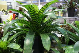 Image of Bromeliad