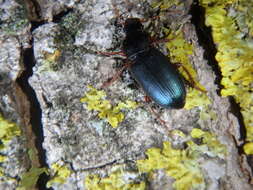 Слика од Ophonus (Hesperophonus) azureus (Fabricius 1775)