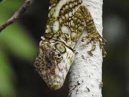 Image of Anolis savagei Poe & Ryan 2017