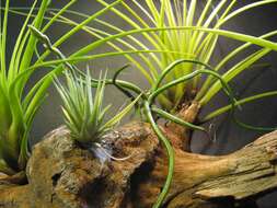 Image of Tillandsia loliacea Mart. ex Schult. & Schult. fil.