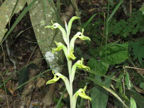 Image of Sarcoglottis sceptrodes (Rchb. fil.) Schltr.