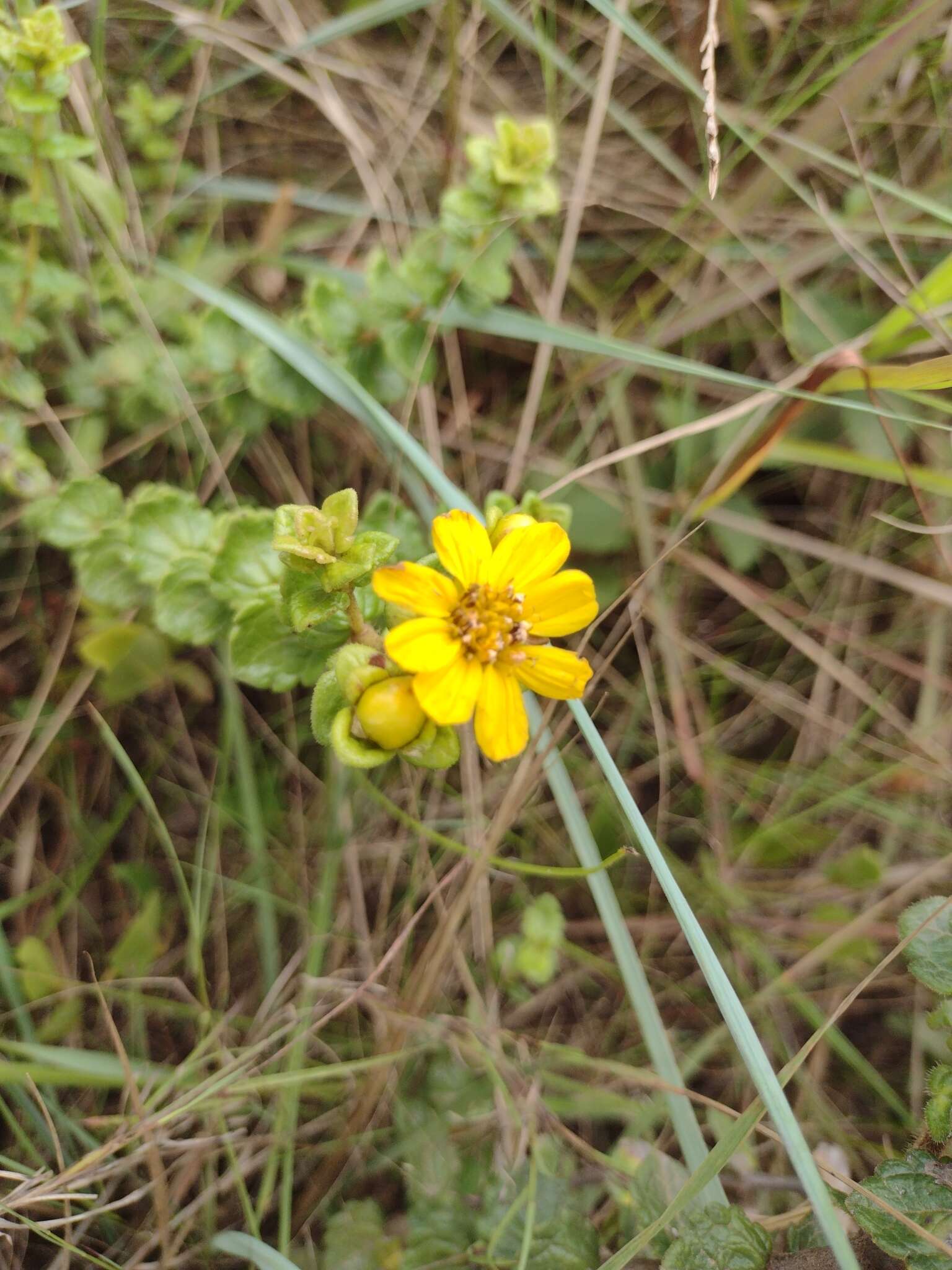 Plancia ëd Calea triantha (Vell.) Pruski