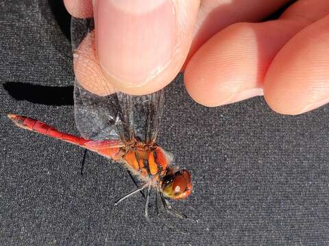 Image of Sympetrum darwinianum (Selys 1883)