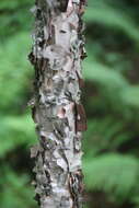 Image of Betula dauurica