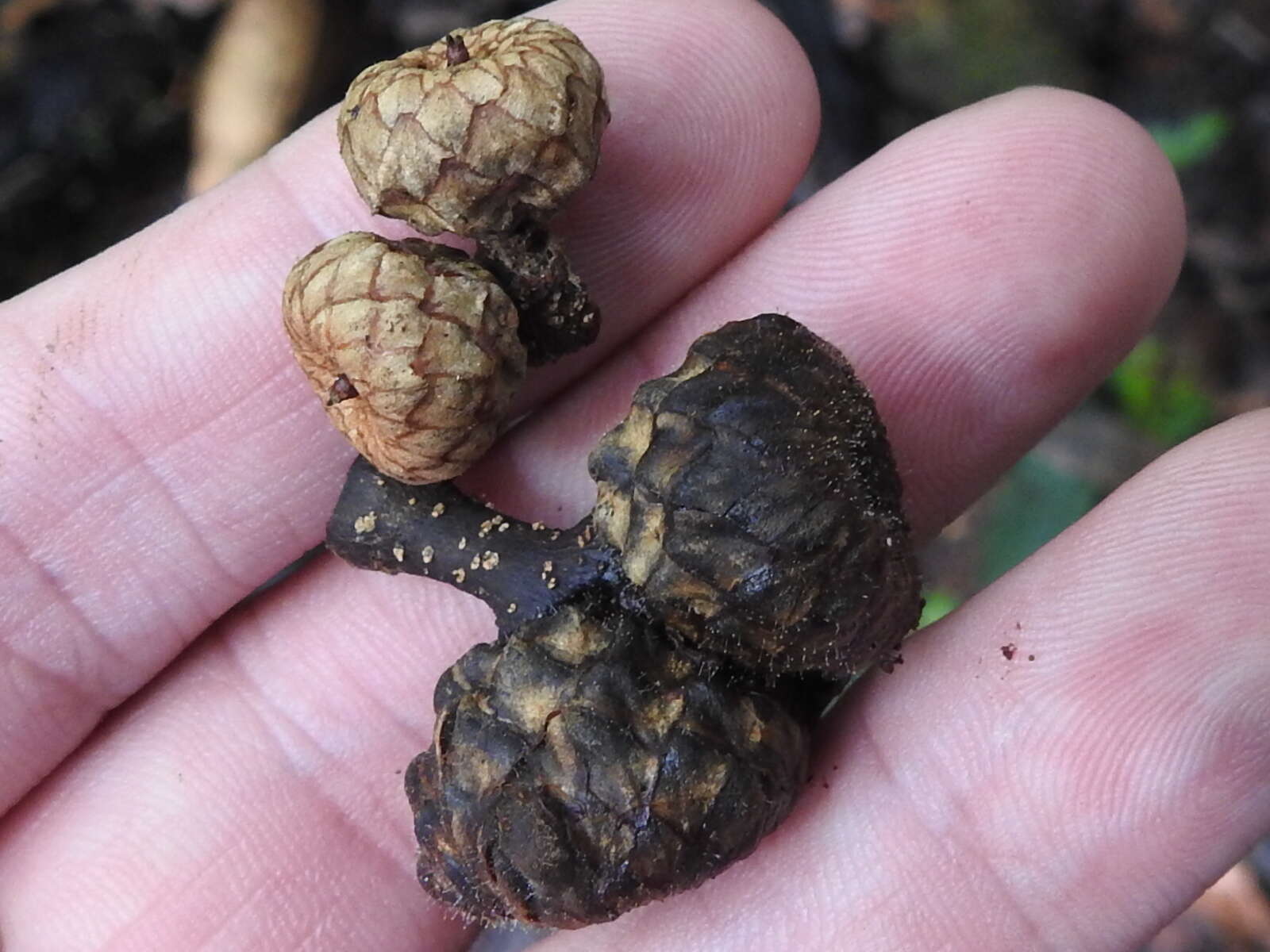 Image of Quercus costaricensis Liebm.