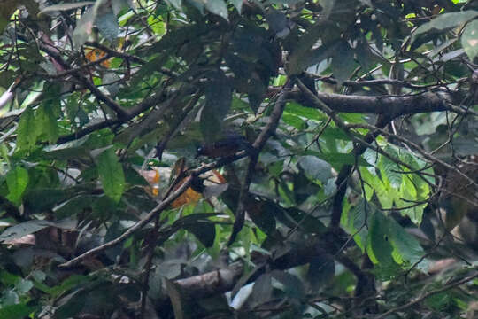 Image of Plumbeous Antbird