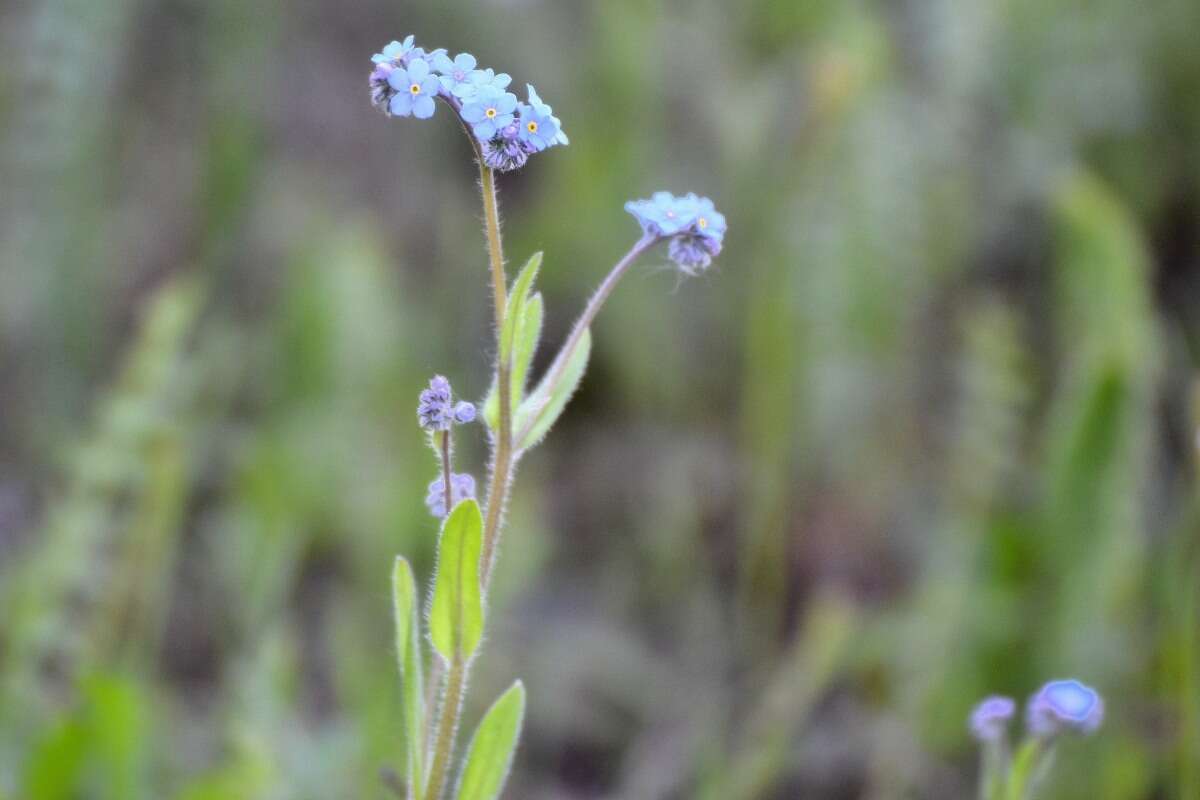 Image of Myosotis alpestris subsp. alpestris