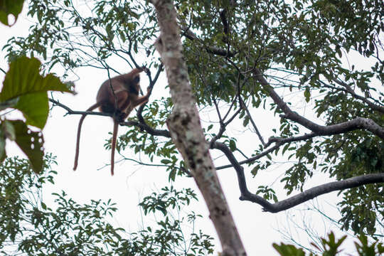 Image of Mitered Leaf-monkey; Sumatran Surili