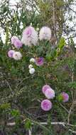 Image of Melaleuca nesophila F. Müll.