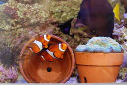 Image of Common clownfish