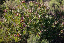 Image de Leucadendron sessile R. Br.