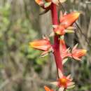 Image de Echeveria mucronata Schltdl.