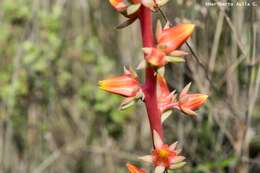 Image of Echeveria mucronata Schltdl.