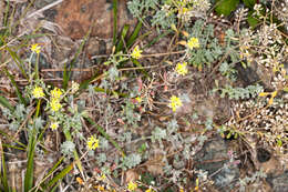 Image of yellowtuft