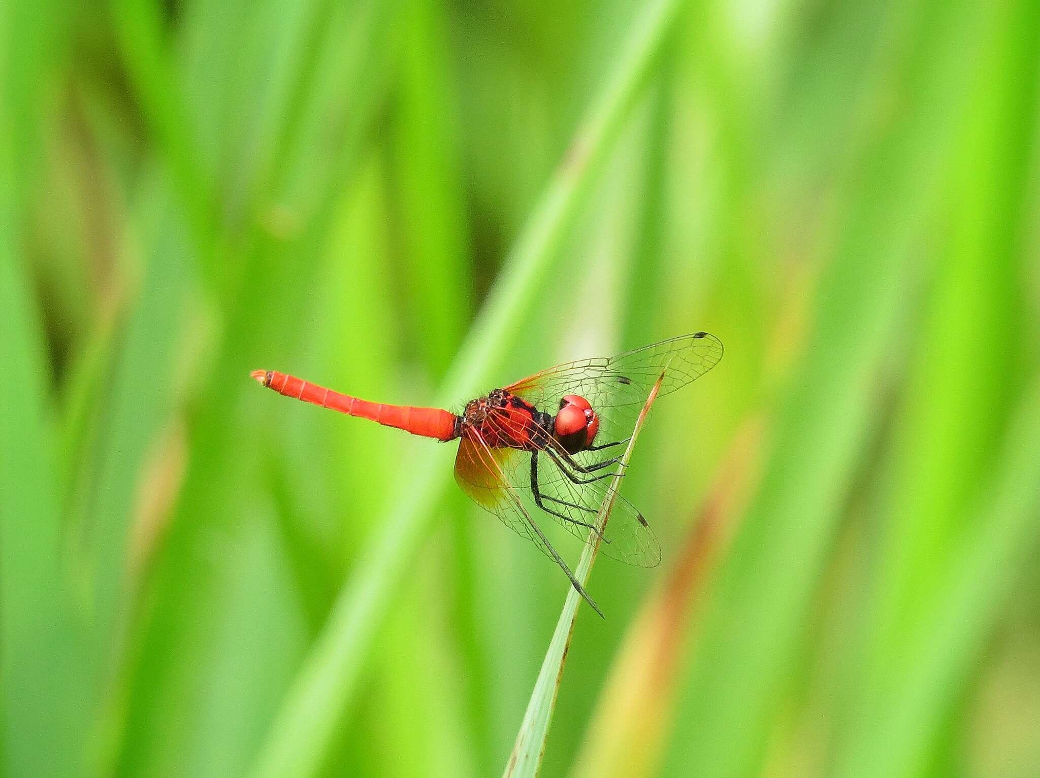 Image de Nannophya pygmaea Rambur 1842