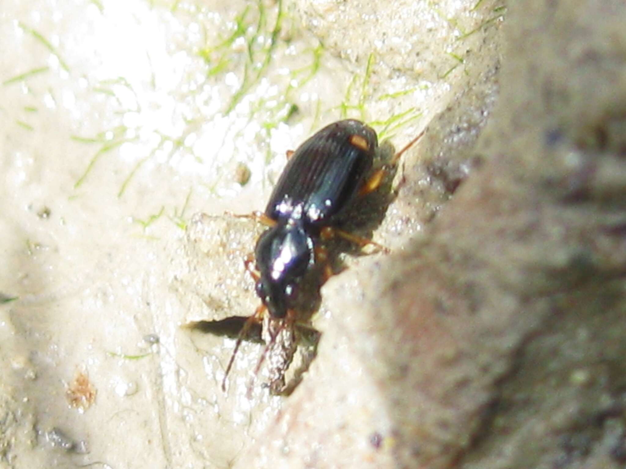 Plancia ëd Bembidion (Philochthus) biguttatum (Fabricius 1779)