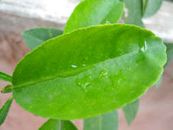 صورة Citrus latifolia (Tanaka ex Yu. Tanaka) Tanaka