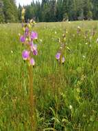 Sivun Dodecatheon jeffreyanum subsp. jeffreyanum kuva