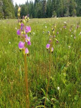 Plancia ëd Dodecatheon jeffreyanum K. Koch