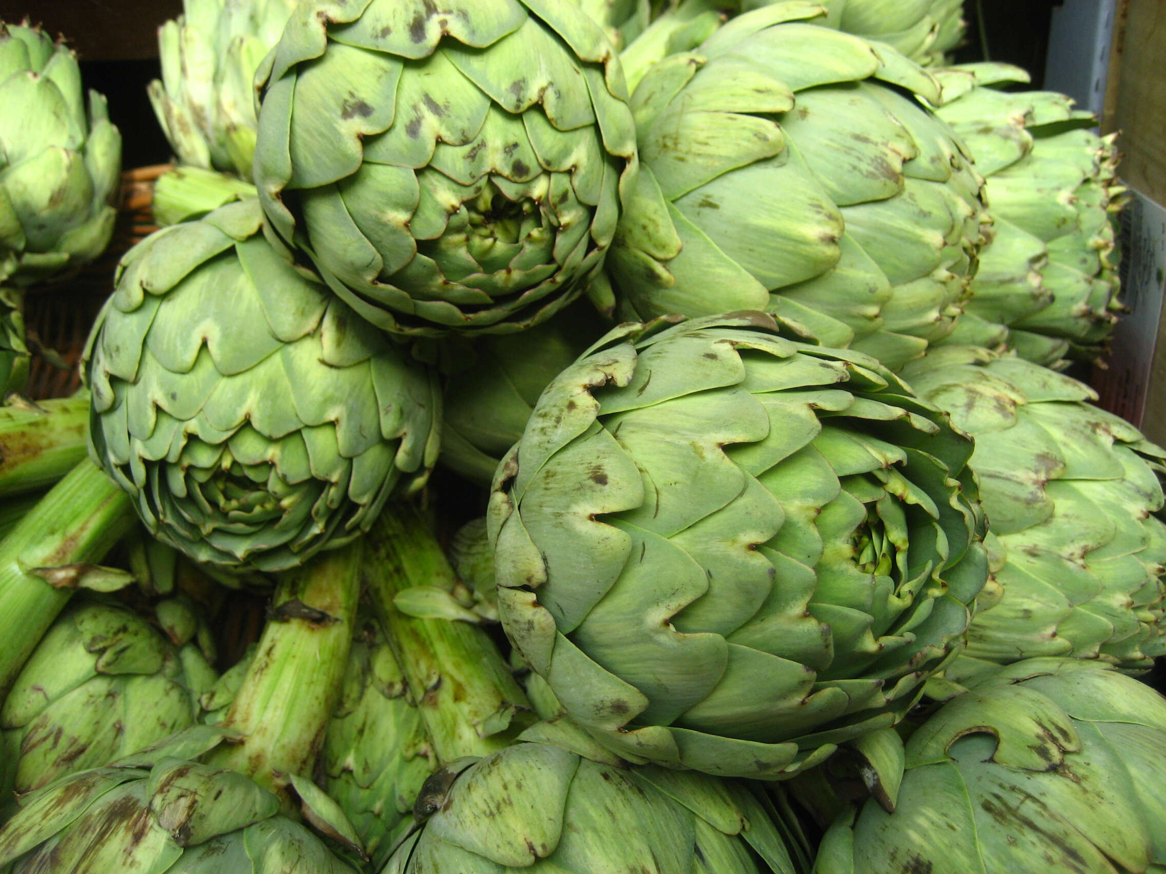 Image of cardoon