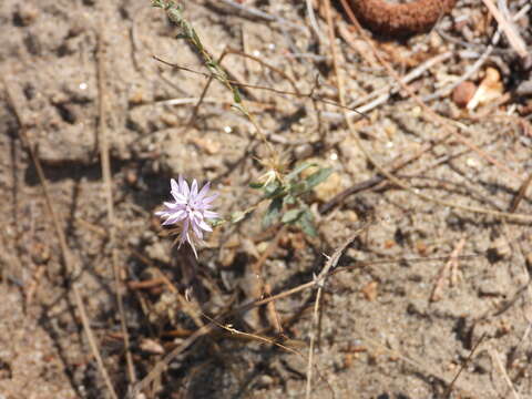 Plancia ëd Lessingia leptoclada A. Gray