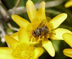 Image of Phasia subcoleoptrata (Linnaeus 1767)