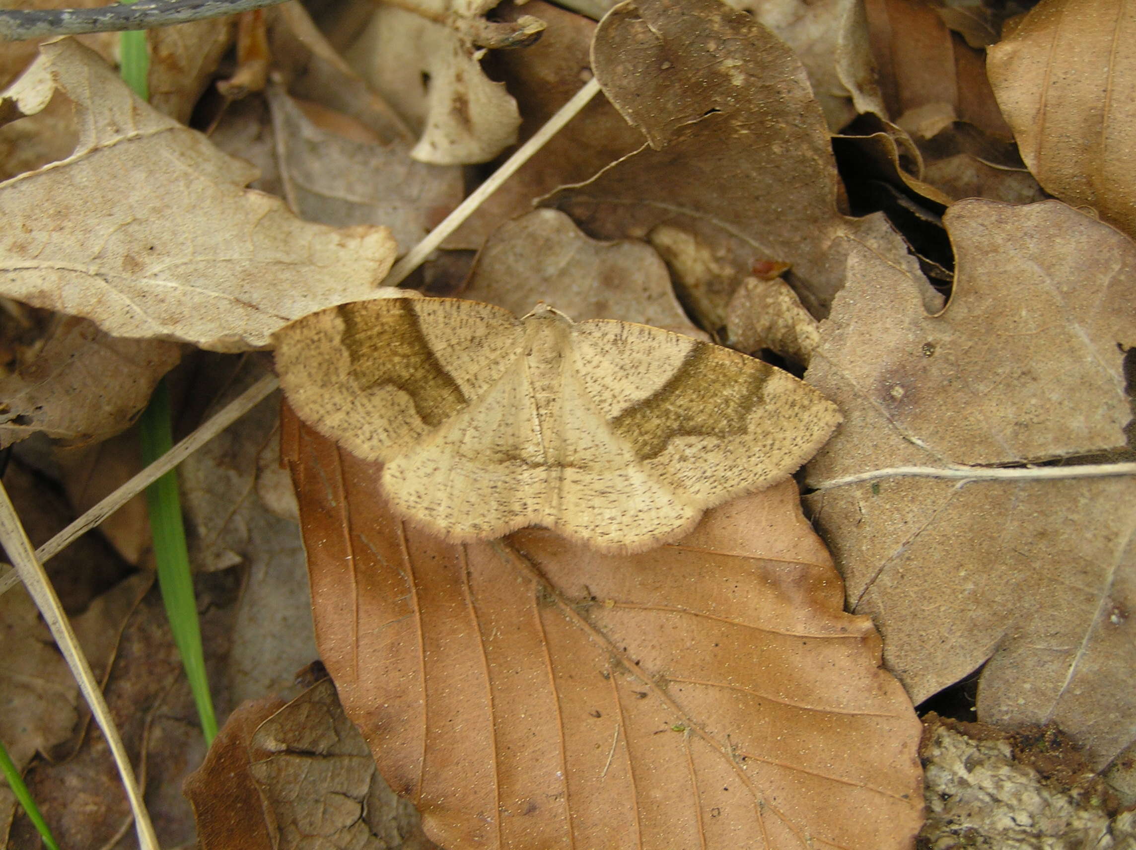 Слика од Plagodis pulveraria Linnaeus 1758