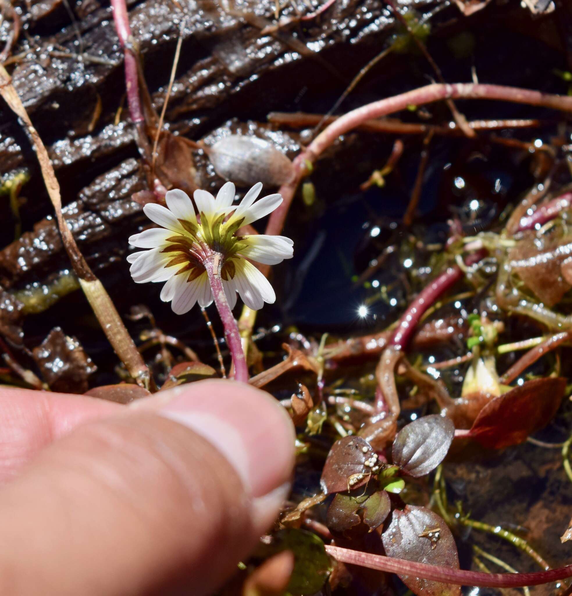 Image of Jaegeria glabra (S. Wats.) B. L. Robinson