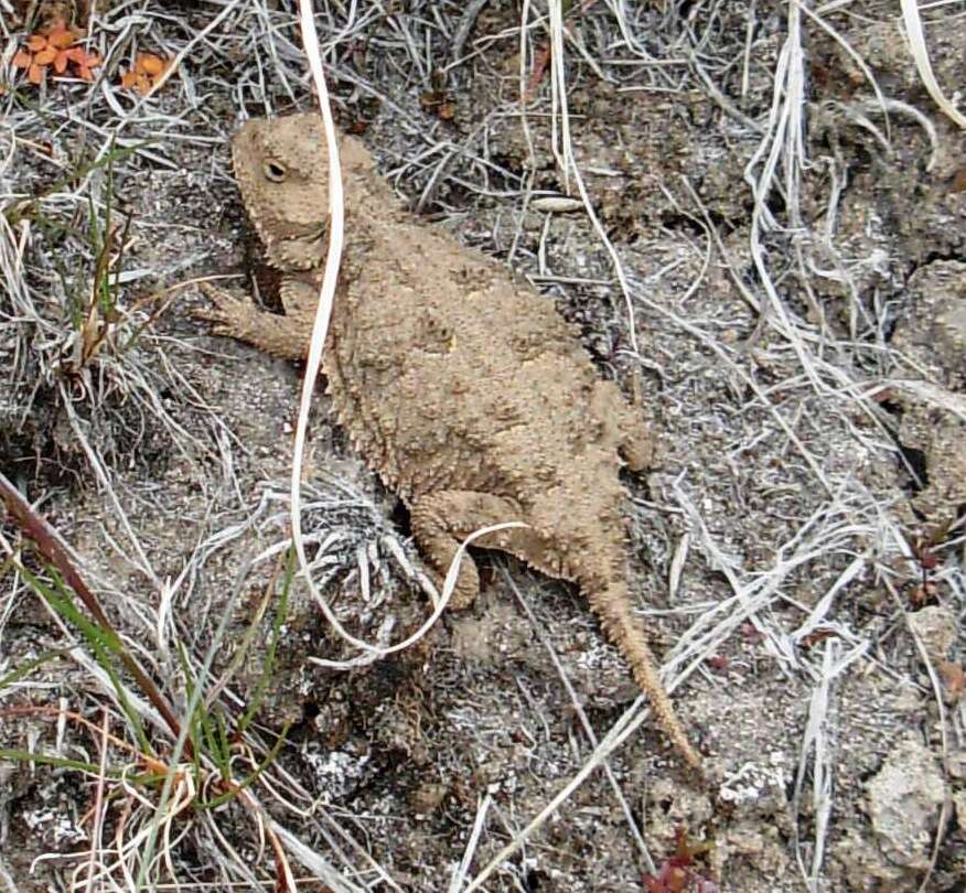 Image of Pigmy Short-Horned Lizard