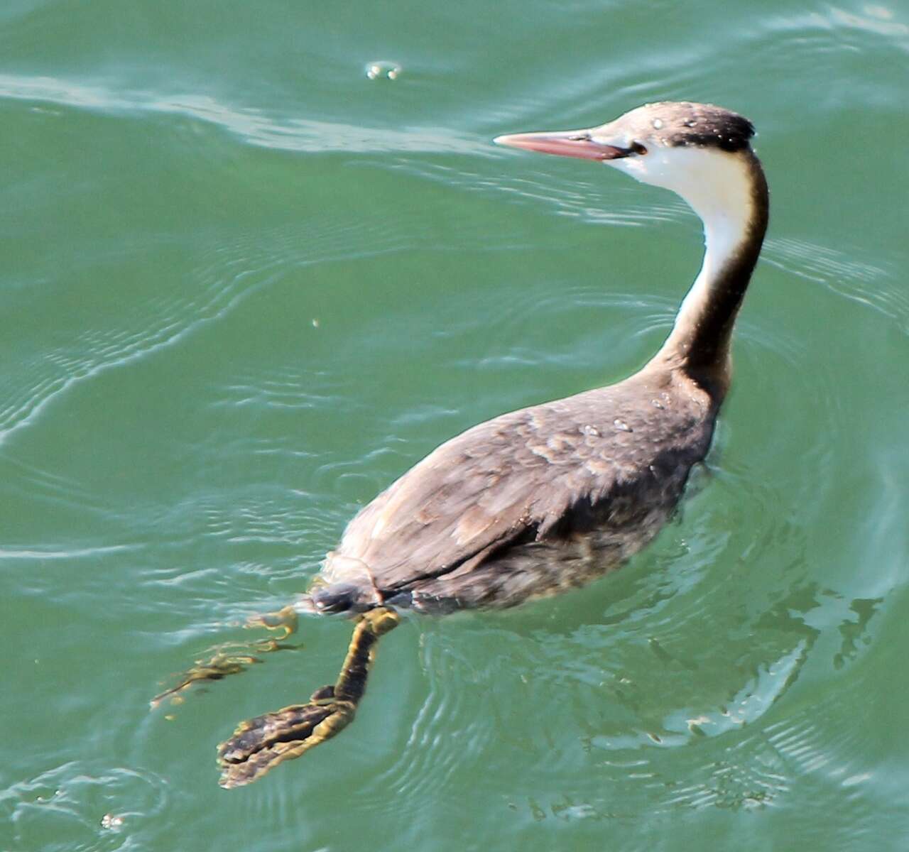 Image of Podiceps Latham 1787