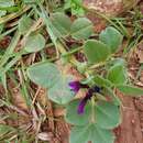 Image of purple broad vetch