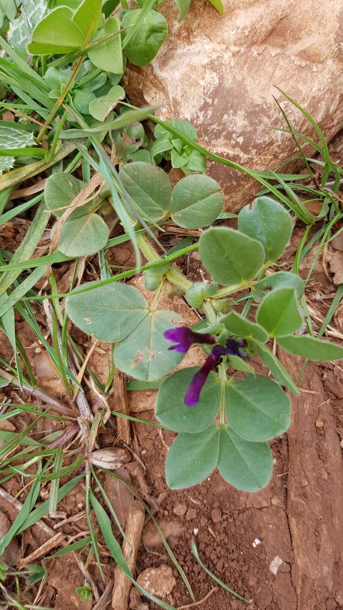 Imagem de Vicia narbonensis L.