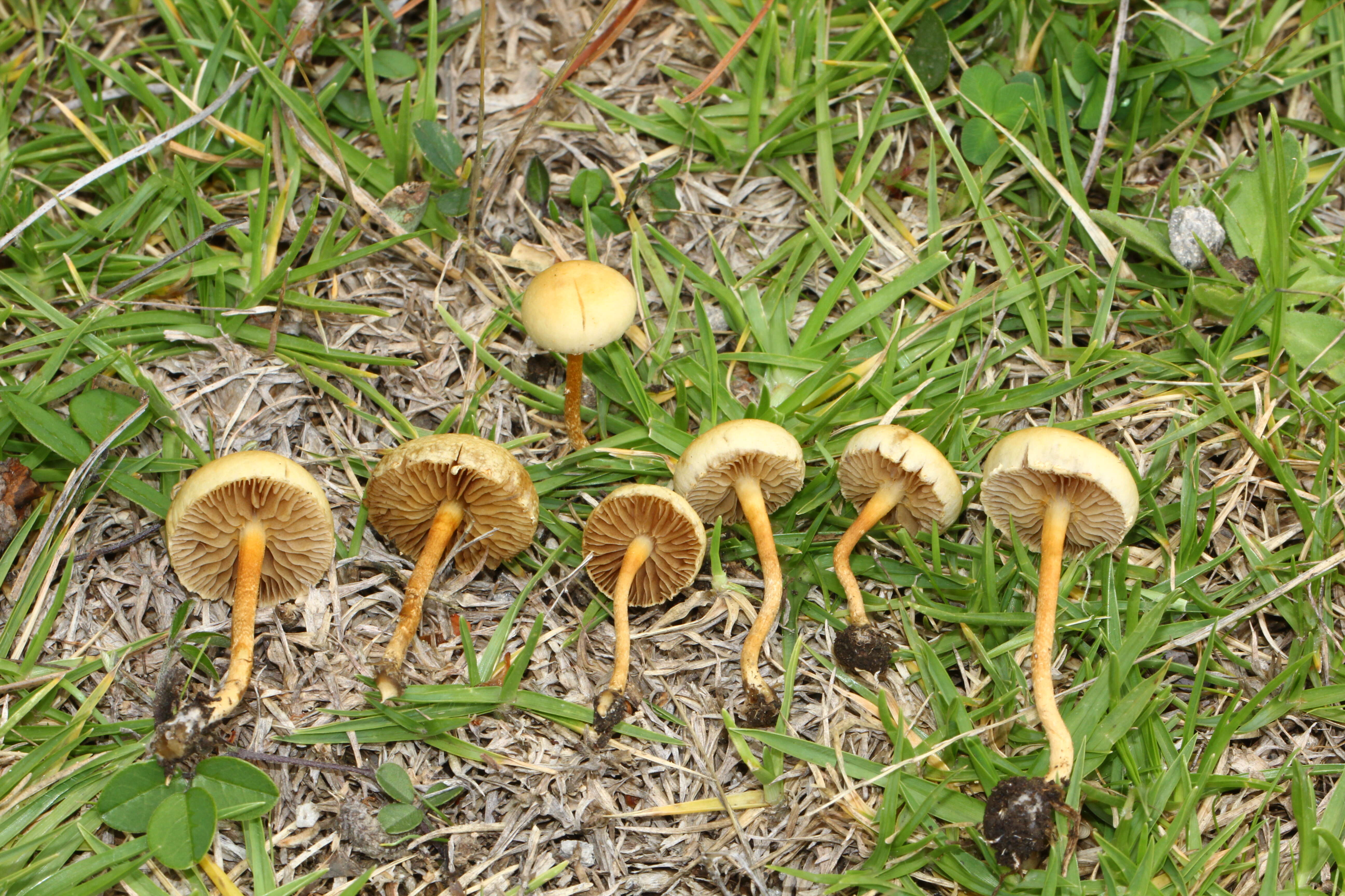 Image of common agrocybe