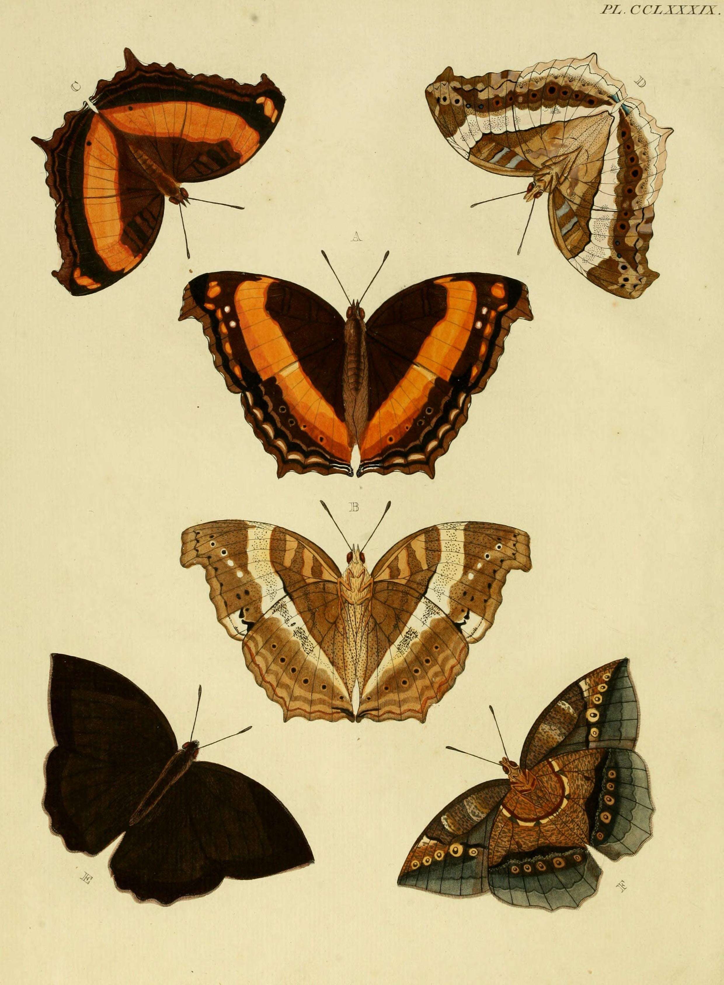 Image of Yoma sabina Cramer 1782