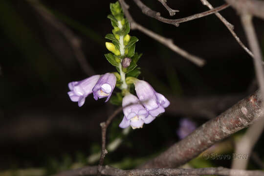 Image of Eremophila lehmanniana (Sond. ex Lehm.) R. J. Chinnock