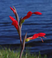 Plancia ëd Gladiolus cunonius (L.) Gaertn.