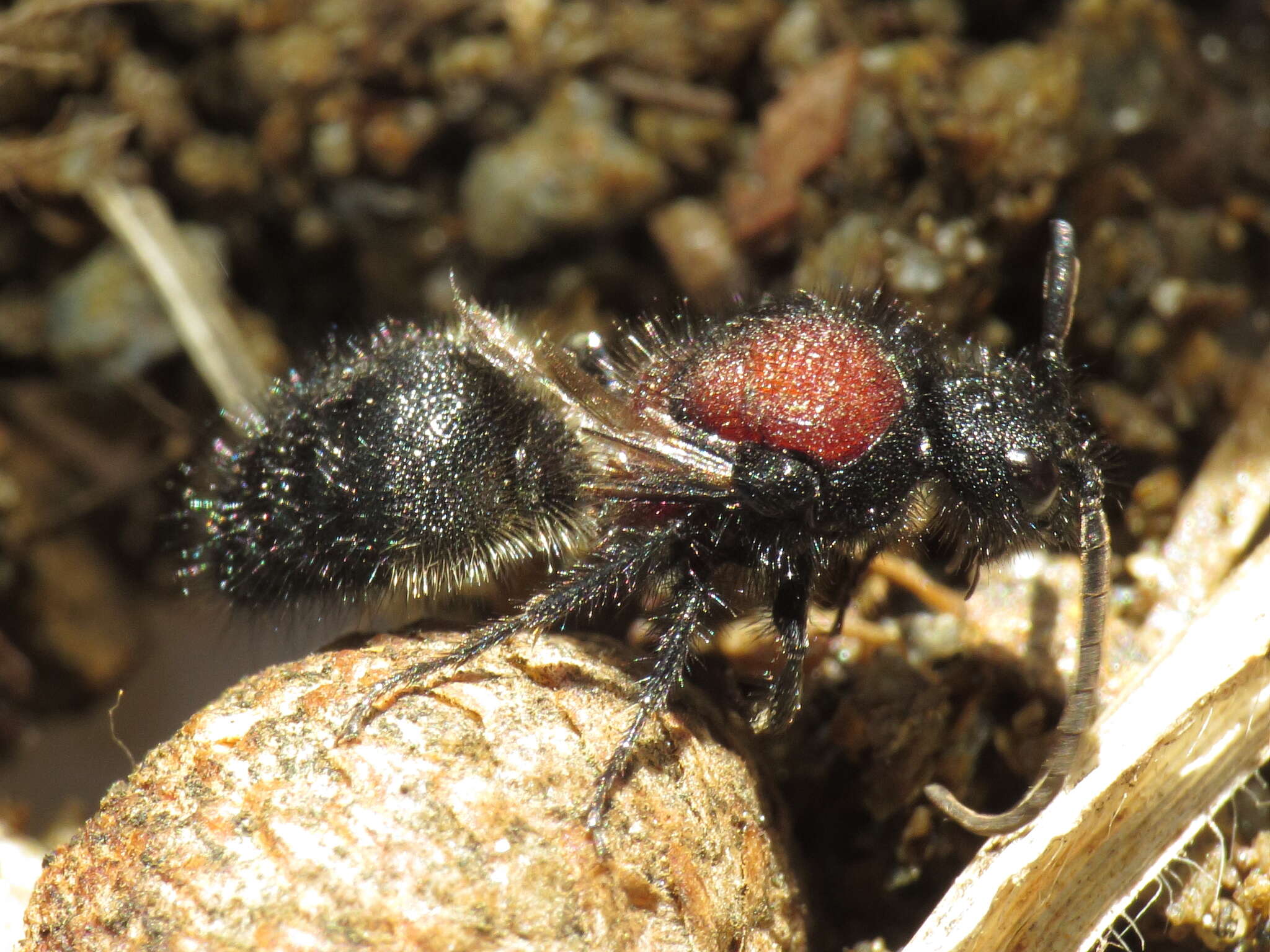 صورة Physetopoda punctata (Latreille 1792)