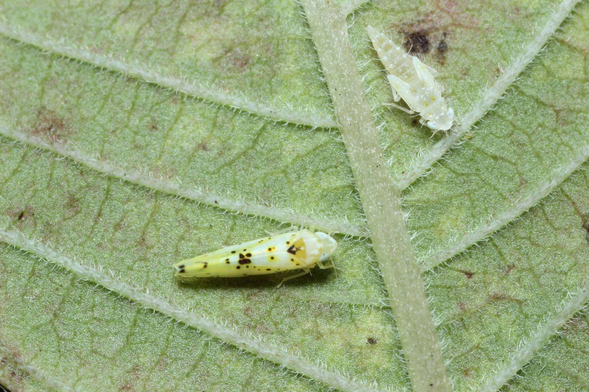 Plancia ëd Limassolla (Limassolla) multipunctata (Matsumura 1920)